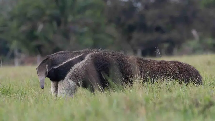 Giant anteater in grassland