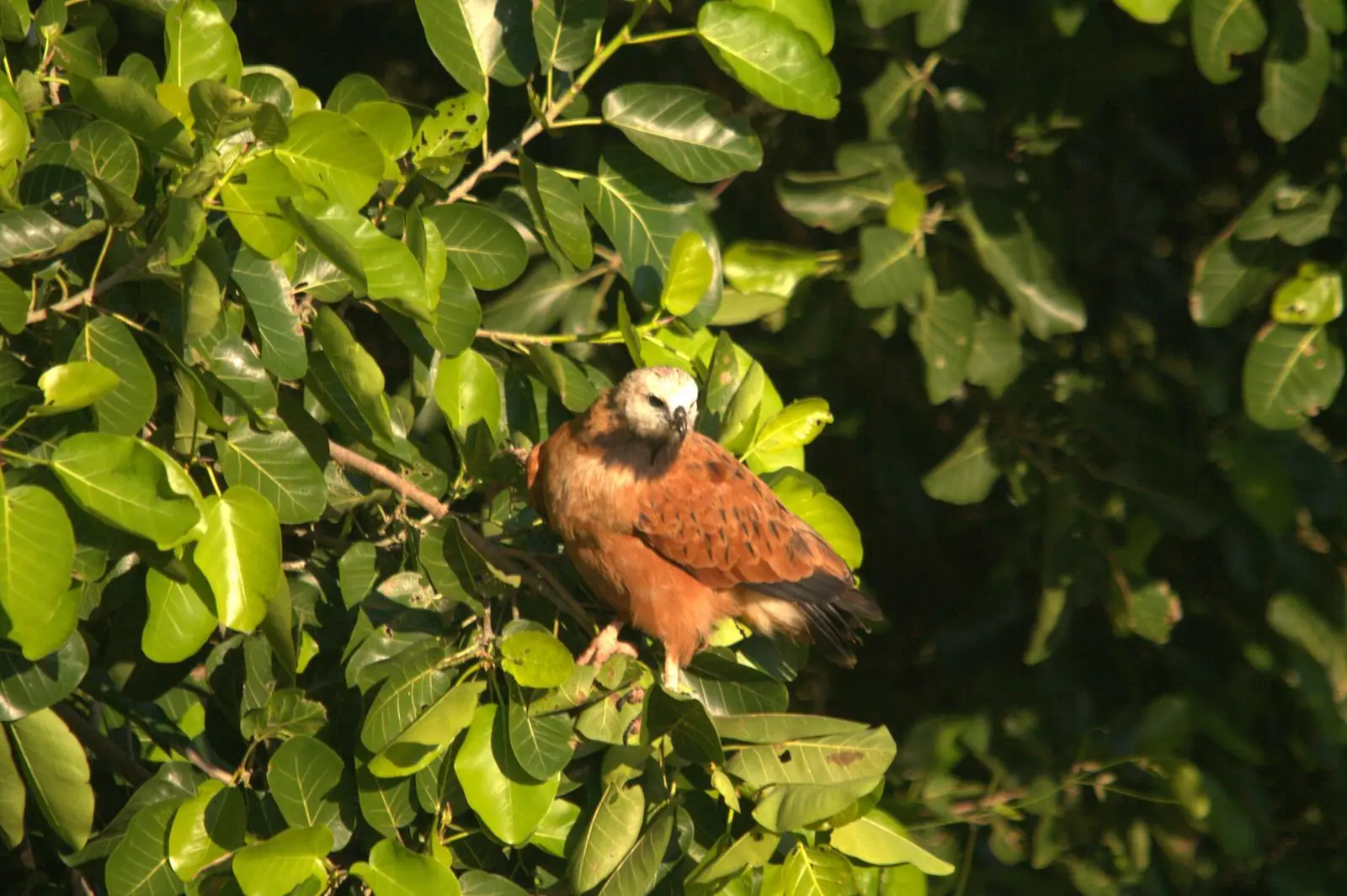 Bird in a tree