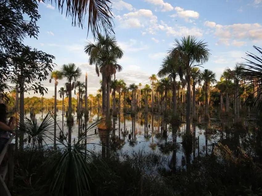 Palm trees reflected in clear water at Bom Jardim