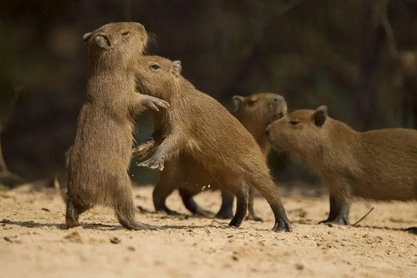 Capybaras on a riverbank
