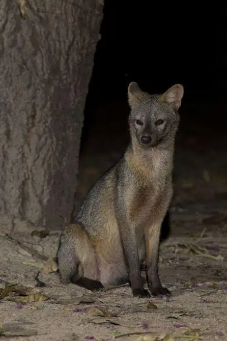 Crab-eating fox at night