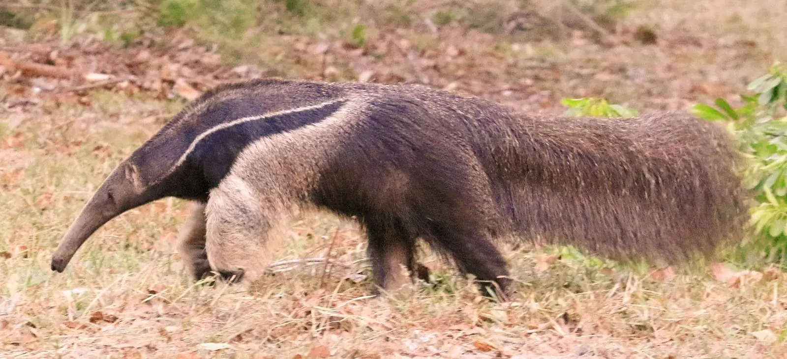 Giant anteater