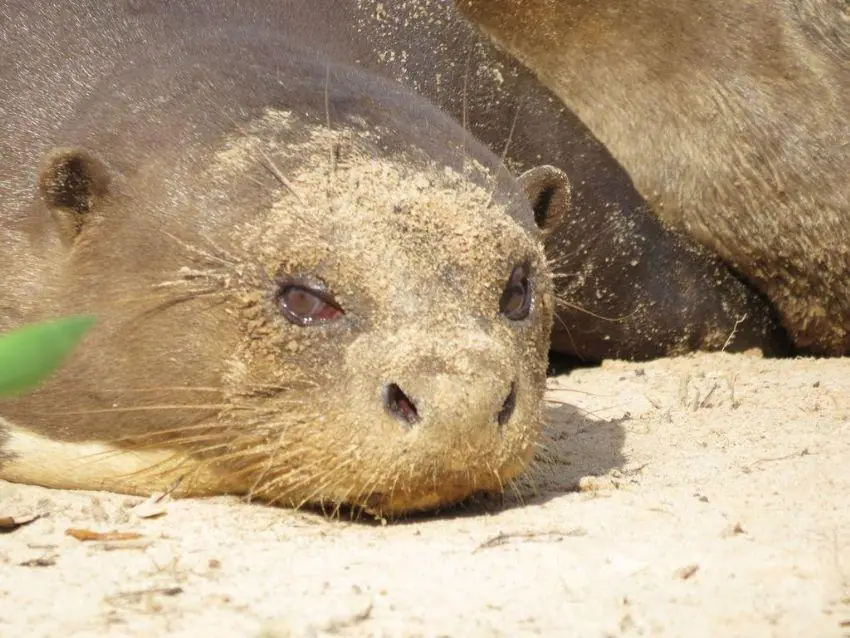 Giant otter