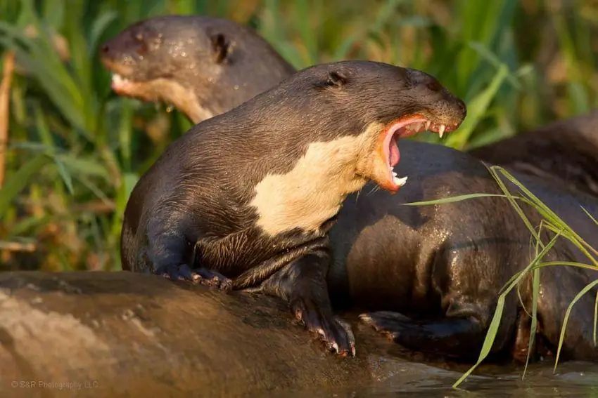 Giant otters