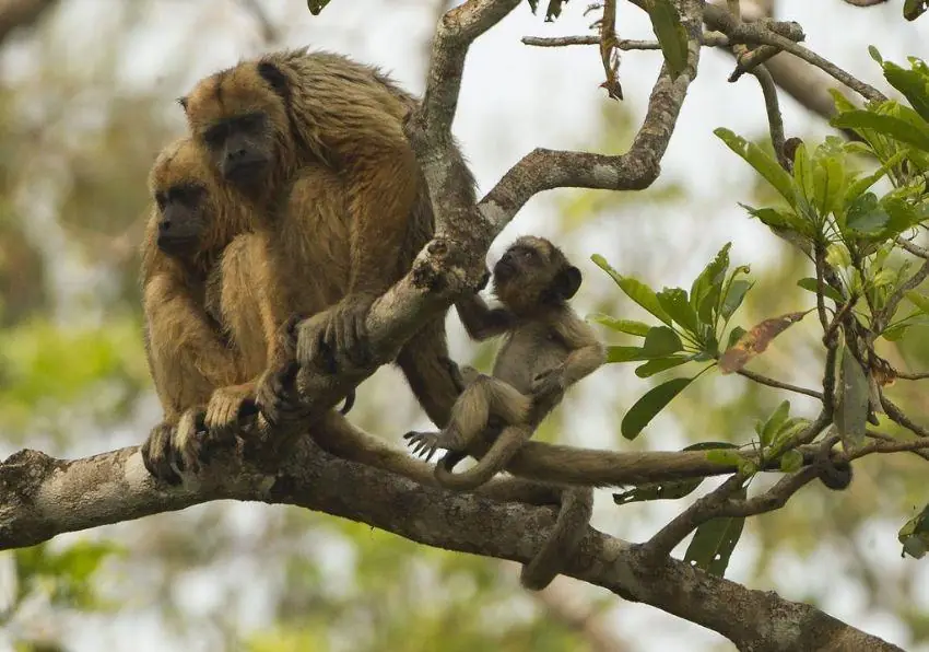Black howler monkey family in a tree