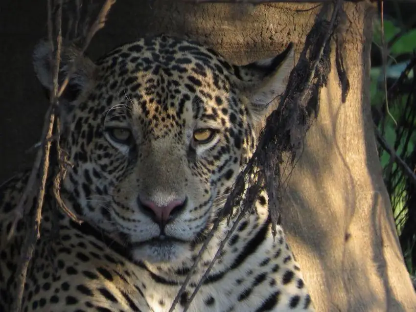 Close-up of a jaguar's face