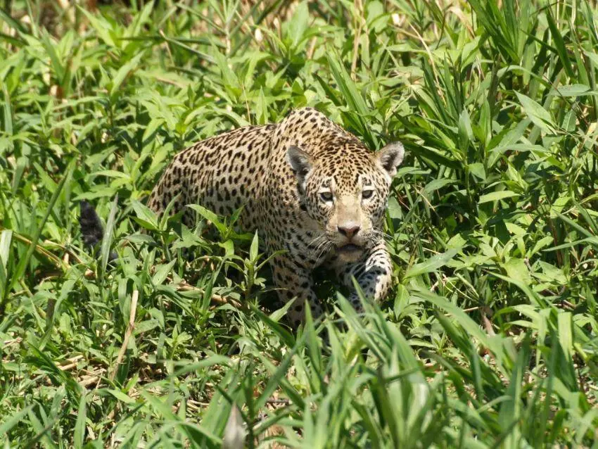 Jaguar in tall grass