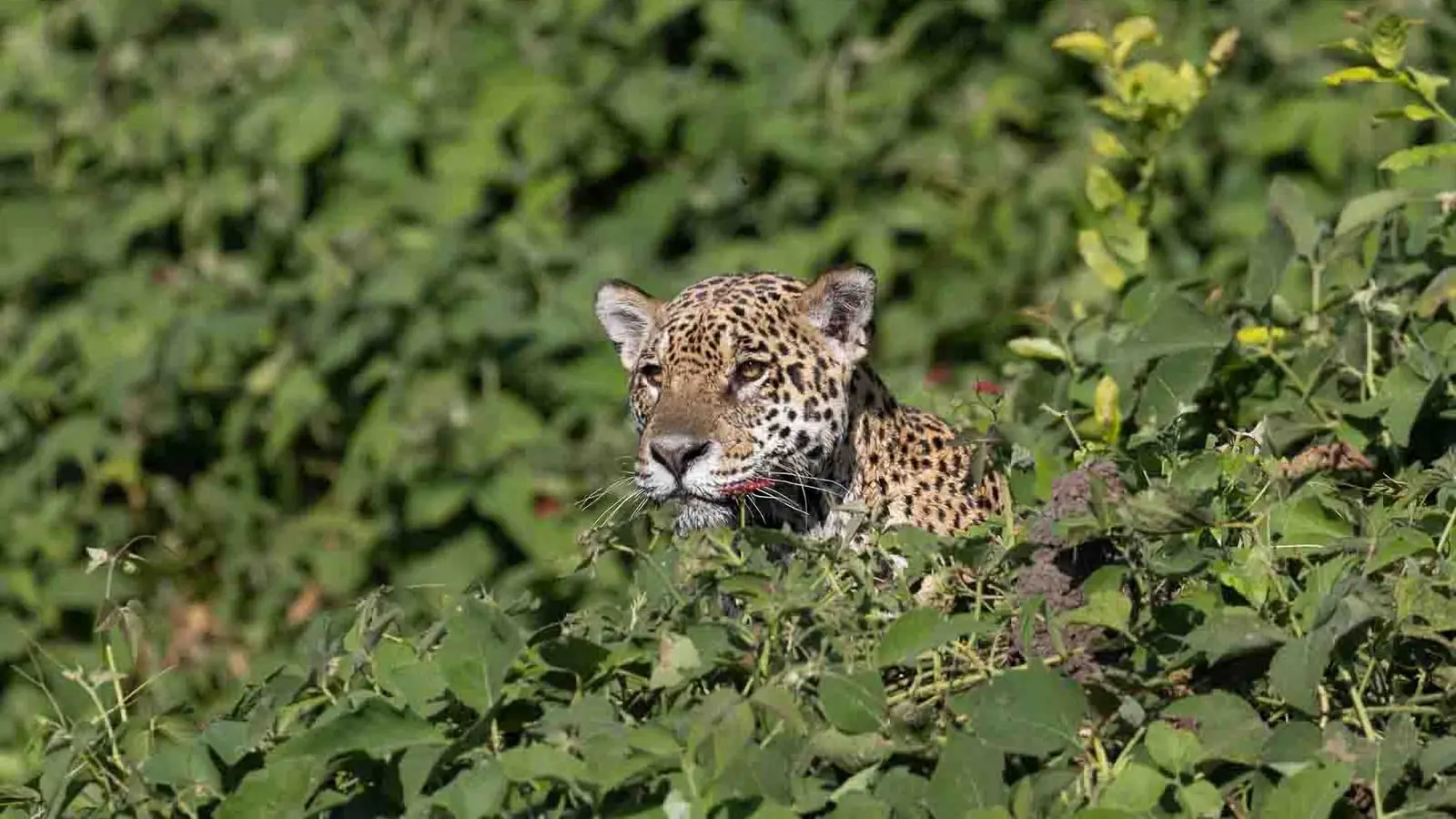 Jaguar resting among green leaves