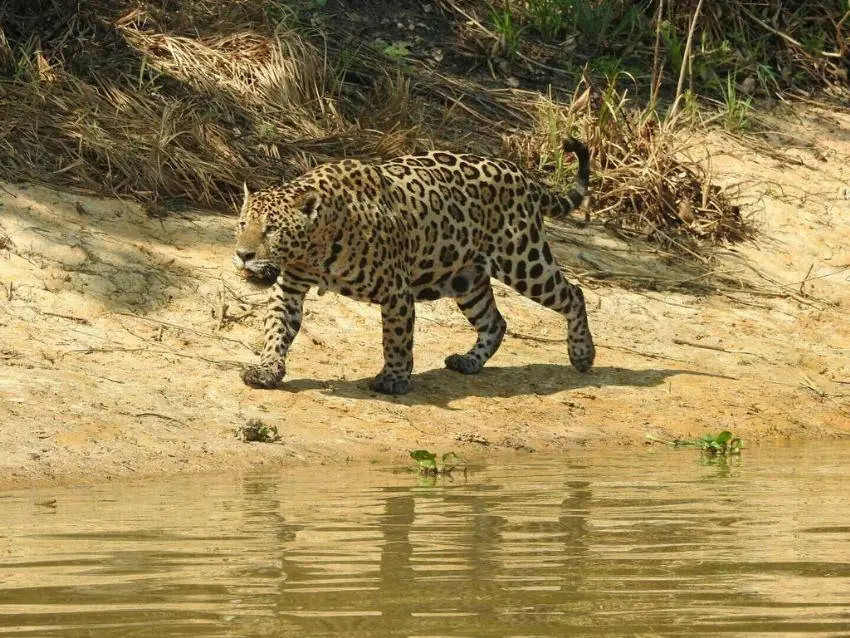 Jaguar on a sandy riverbank