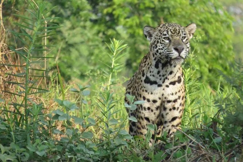 Jaguar sitting in tall grass
