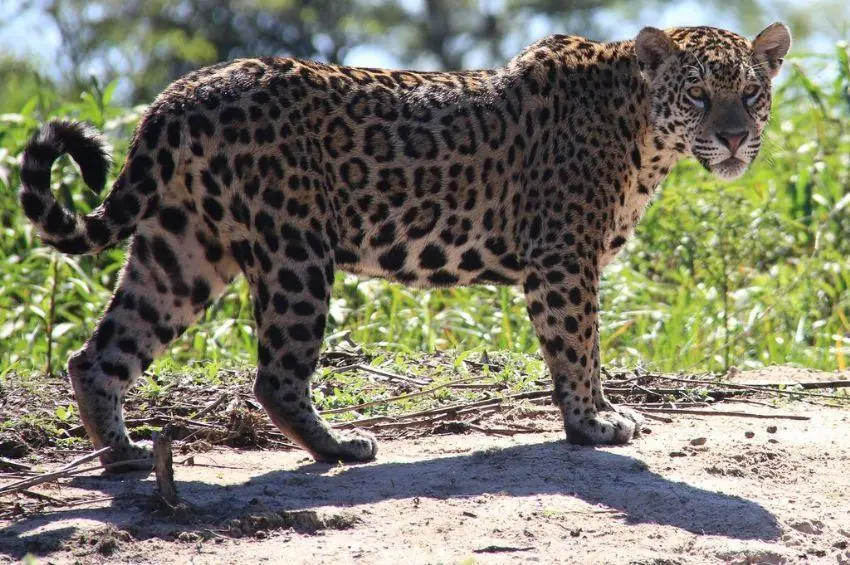 Jaguar walking along a sandy riverbank
