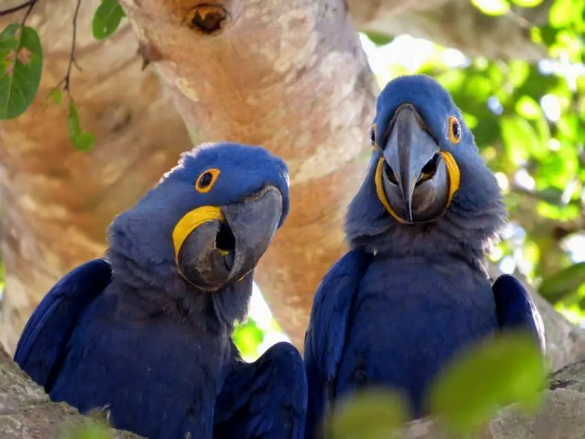 Hyacinth macaws