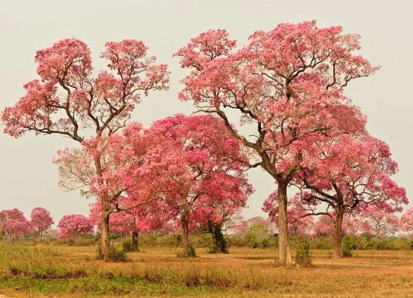 Pink ipê trees in bloom on the Pantanal plains