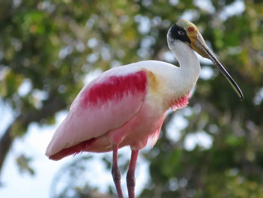 Roseate spoonbill