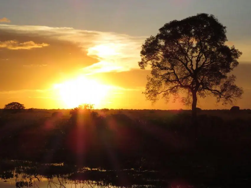 Sunset behind a lone tree in the Pantanal