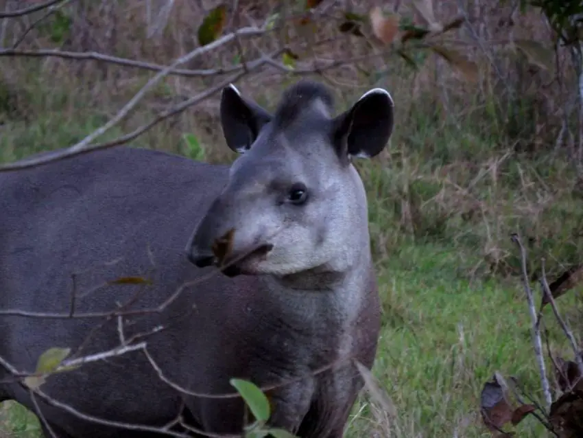 Lowland tapir