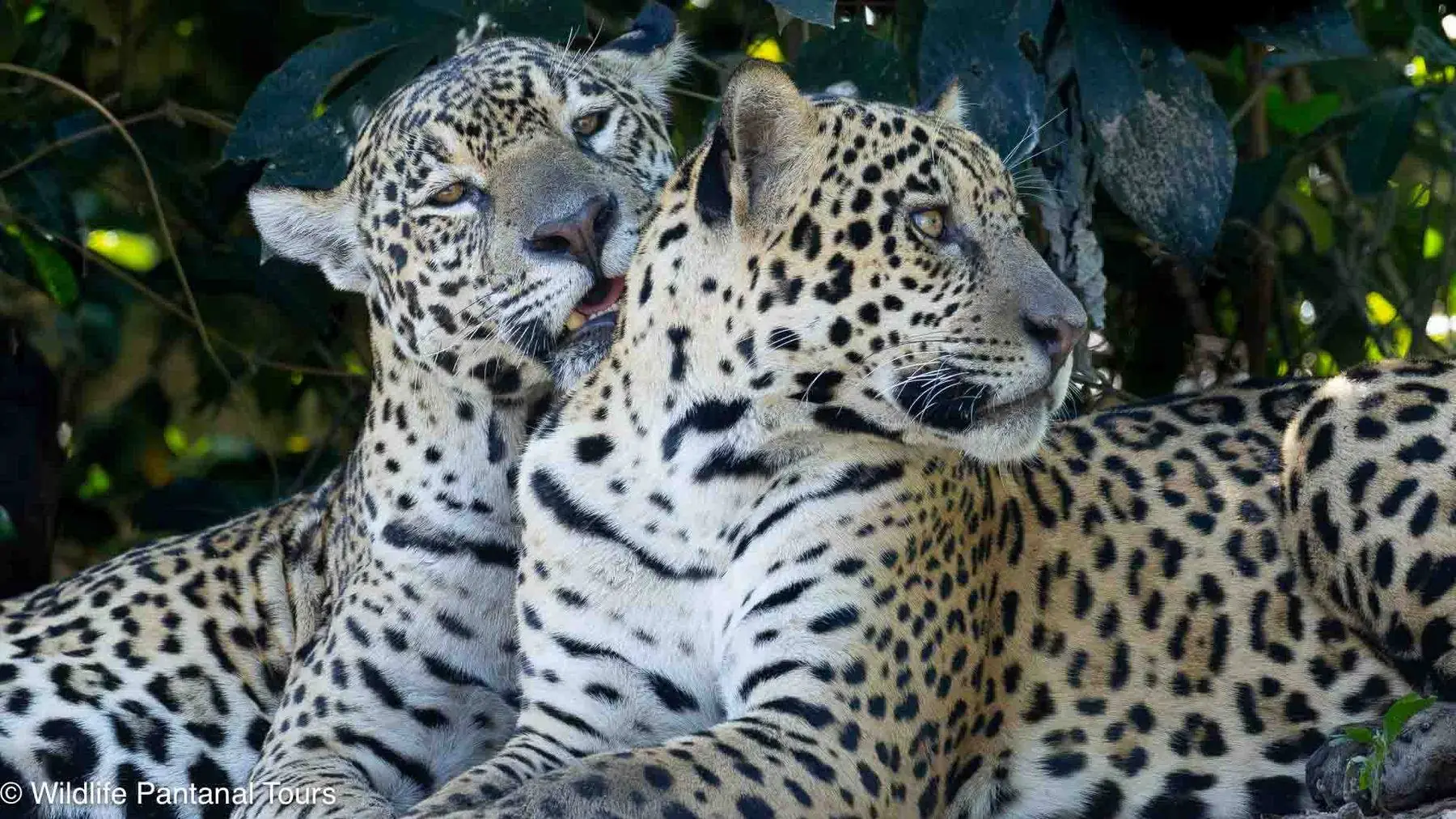 Two jaguars resting side by side on a riverbank in the Northern Pantanal