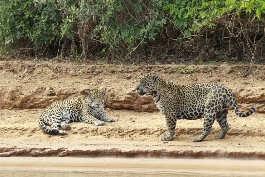 Two jaguars on a sandy riverbank